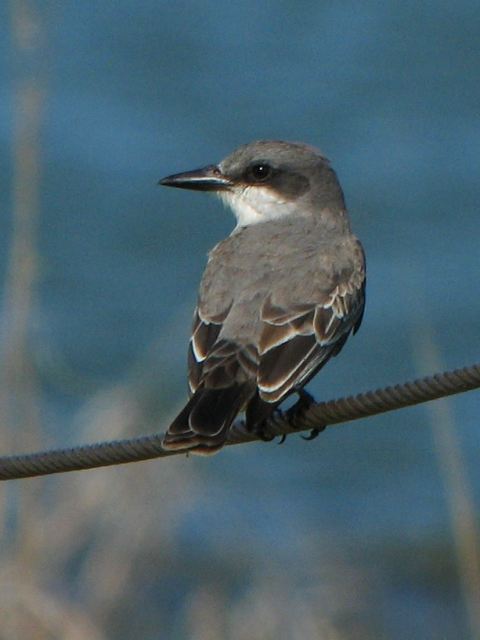 Gray Kingbird